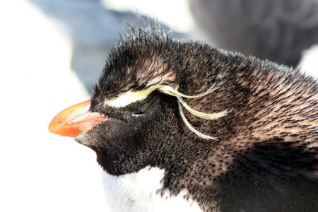 Rockhopper penguin colony New Island, Falkland Islands, Malvinasの写真素材