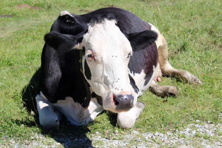 Happy cows in the Alps on a high meadow near the Latschenalm, Zillertal Arena, Austriaの写真素材