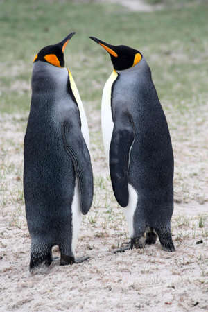 King penguins on the shore Falkland Islands, Malvinasの写真素材