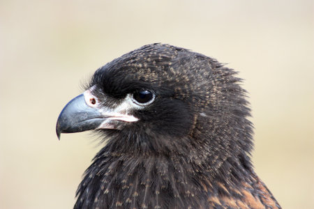 Falkland caracara or Striated caracara Falkland Islands, Malvinasの写真素材