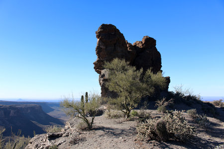 Cacti in the semi-desert of Baja California Sur, Mexicoの写真素材