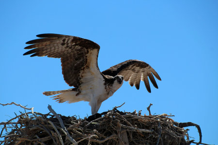 Fish eagle in the nest, Baja California Sur, Mexicoの写真素材