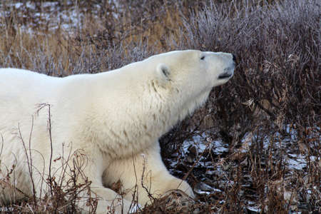 Polar bear at rest on the tundra of Hudson Bay, Manitoba, Canadaの写真素材