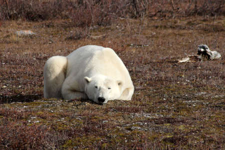 Polar bear at rest on the tundra of Hudson Bay, Manitoba, Canadaの写真素材