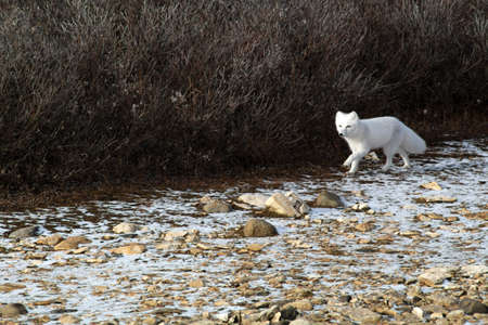 Arctic fox on the tundra of Hudson Bayの写真素材