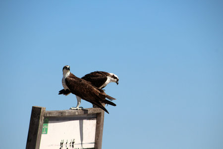 Osprey on a sign on the beach in Baja California Sur, Mexicoの写真素材