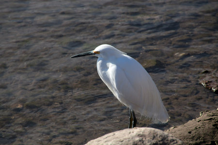 Snowy egret on the shore in the waterの写真素材
