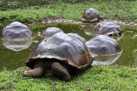 Giant tortoise, Galapagos Island, Ecuador, South Americaの写真素材