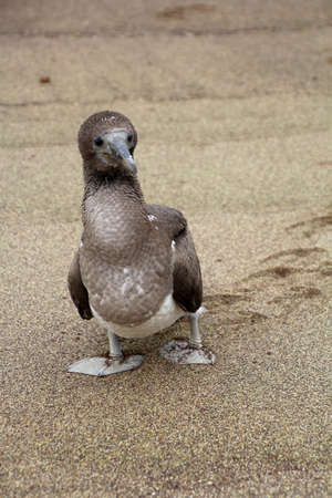 Young Blue-footed Booby, Galapagos Island, Ecuador, South Americaの写真素材