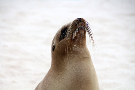 Galapagos sea lion on Gardner Bay beach, Espanola Island, Galapagos Island, Ecuadorの写真素材