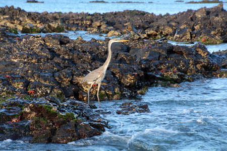 Heron on the shores of the Galapagos Islands, Ecuador, South Americaの写真素材