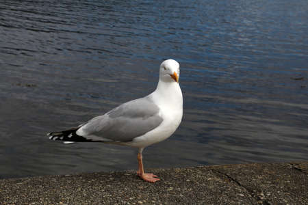 Dominican seagull photographed on Loch Fyne in Scotlandの写真素材