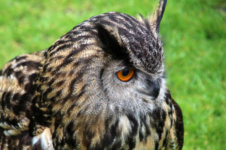 Owl portrait close-up on a meadow, Scotlandの写真素材