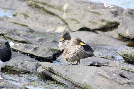 Yellow-billed Pintail on Carcass Island, Falkland Islandsの写真素材