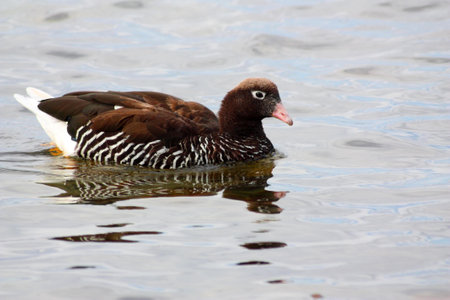 Greater Kelp Goose female, Falkland Islands, Malvinasの写真素材