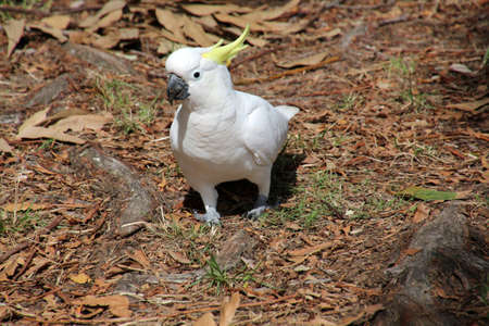 White cockatoo close-up, Sydney, Australiaの写真素材