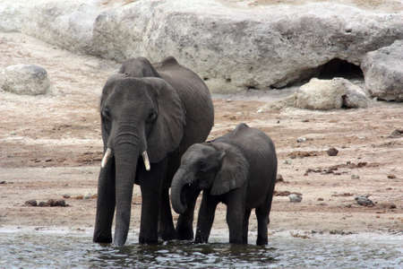 Elephant cow with calf in the Chobe National Park in Botswana, Africaの写真素材