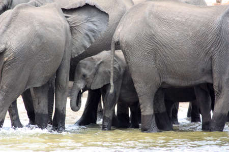Elephants in the Chobe National Park in Botswana, Africaの写真素材