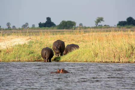 Hippo photographed on a safari in Chobe National Park Botswana, Africaの写真素材