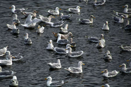 Group of gulls in the water on the coast of Sitka, Alaskaの写真素材