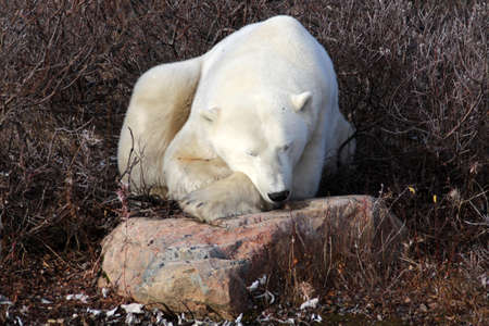Polar bear at rest on the tundra of Hudson Bay, Manitoba, Canadaの写真素材