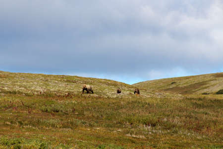 Grizzly bear mother with two cubs in the Alaskan wildernessの写真素材