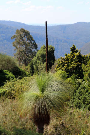 Australian grass tree in Blue Mountains National Park, Australiaの写真素材