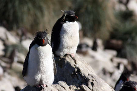 Rockhopper penguin New Island, Falkland Islands, Malvinasの写真素材