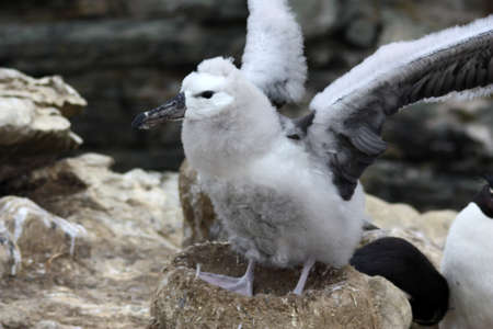 Young Black-browed albatross- Mollymawks in the nest, Falkland Islandsの写真素材