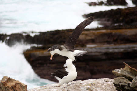 Mollymauk or Black-browed albatross on a cliff Falkland Islands, Malvinasの写真素材