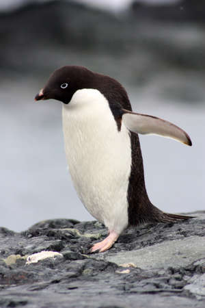Adelie penguin on the shore close up in the Antarcticaの写真素材