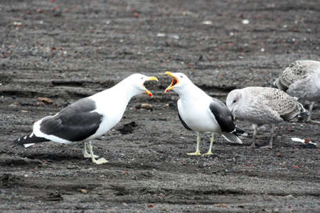 Two Dominican seagulls on Deception Island, Antarcticaの写真素材