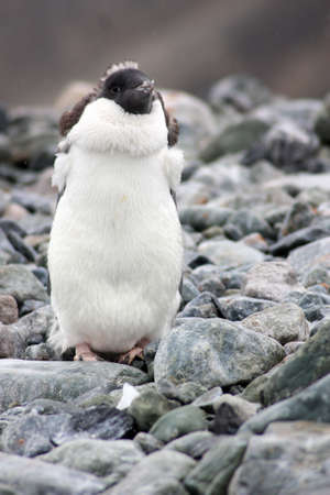 Young Adelie penguin close up on Horseshoe Island, Antarcticaの写真素材