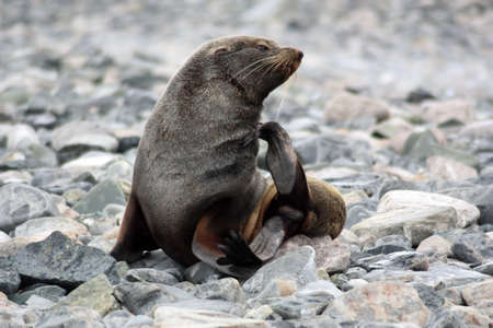 Fur seal on Horseshoe Island, Antarcticaの写真素材