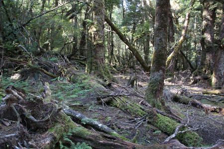 Typical primary forest in Cradle Mountain National Park, Tasmania, Australiaの写真素材