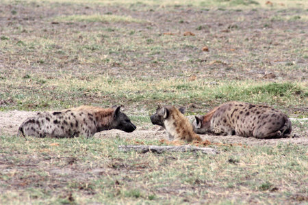 Three Spotted hyena in the savannah of Savuti National Park Botswana, Africaの写真素材