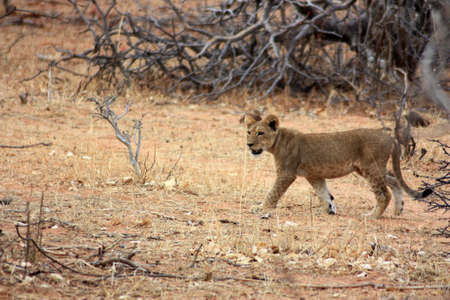 Lion cub in Chobe National Park in Botswana, Africaの写真素材