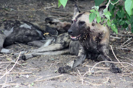 African wild dog in Savuti National Park Botswanaの写真素材