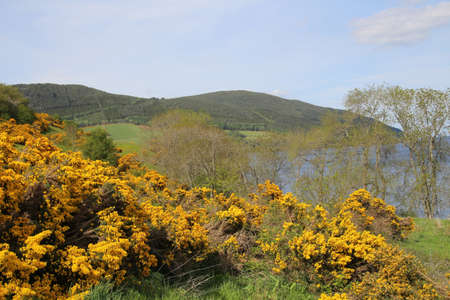 Scotch broom landscape by Urquhart Castle at Loch Ness, Scotland, United Kingdomの写真素材