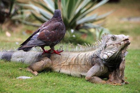 Iguana with a pigeon on its back in the grass, Guayaquil, Ecuadorの写真素材