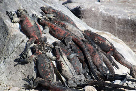 Marine iguanas on a rock, Galapagos Island, Espanola Island, Ecuador, South Americaの写真素材