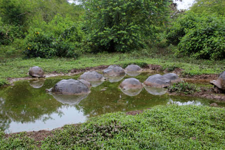 Giant tortoise in the El Chato Tortoise Reserve on Santa Cruz Island, Galapagos Islands, Ecuadorの写真素材