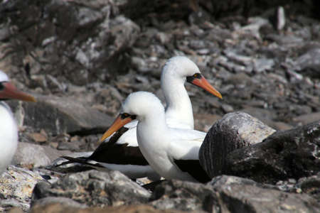 Masked Booby or Nazca Booby, Galapagos Island, Ecuador, South Americaの写真素材