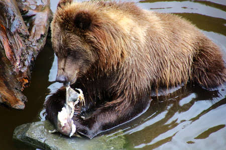 Alaska, Grizzly Bear while eating a salmonの写真素材