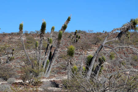 Joshua tree in the semi-desert of Baja California Sur, Mexicoの写真素材