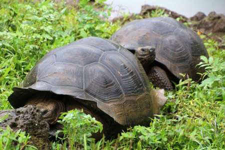 Giant tortoise in the El Chato Tortoise Reserve on Santa Cruz Island, Galapagos Islands, Ecuadorの写真素材