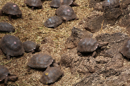 Baby turtles at the Charles Darwin Foundation on the Galapagos Island of Santa Cruz, Ecuador, South...
