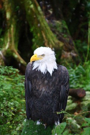 Bald eagle, Alaska Raptor Center in Sitka, Alaska, United States