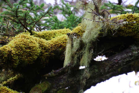 Forest on Kodiak Island, Alaska, United Statesの写真素材