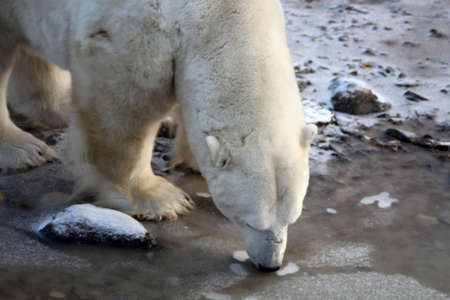 Polar bear on the tundra of Hudson Bay, Manitoba, Canadaの写真素材